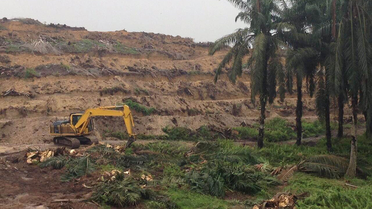 Jasa Replanting Kelapa Sawit